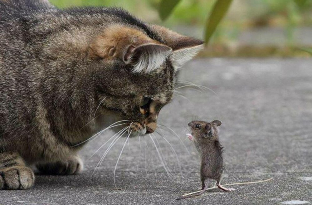 Кошка охотится на мышь