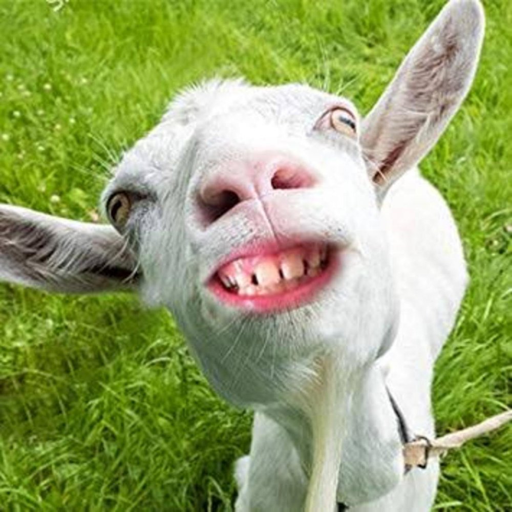 Смешная коза