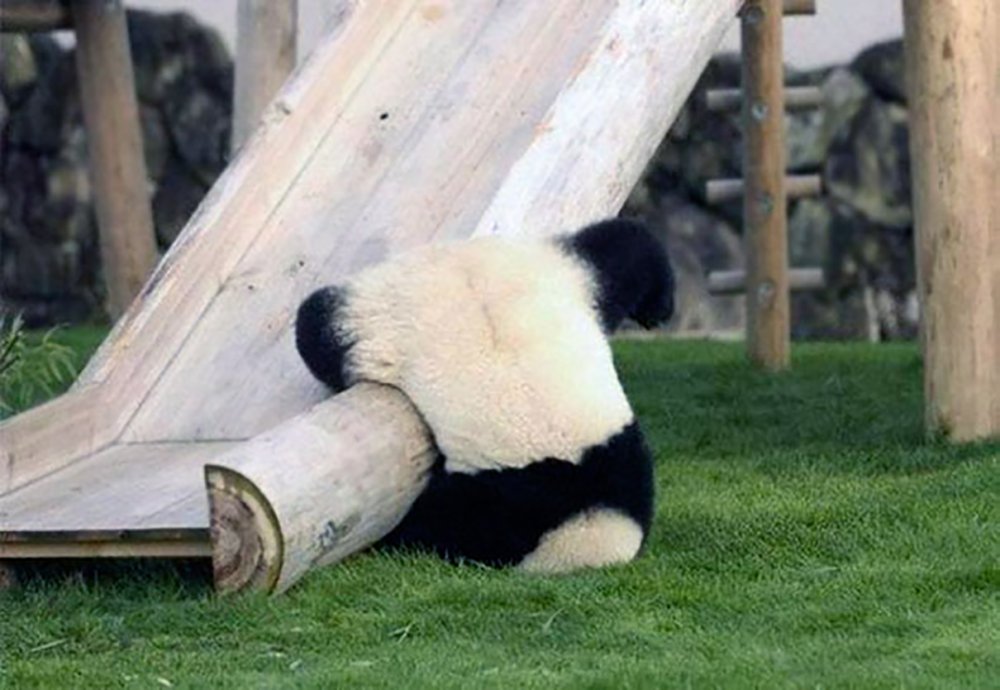 Пьяная Панда