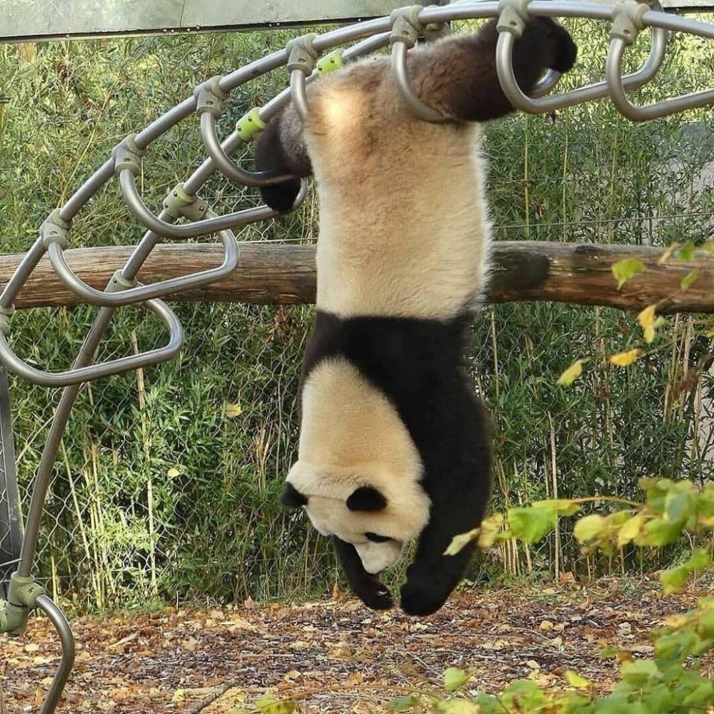 Неуклюжая Панда