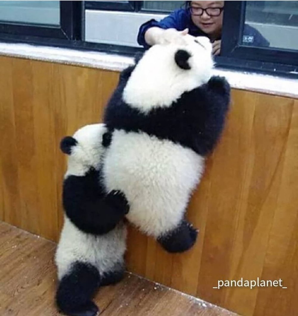 Панда красится смешные картинки