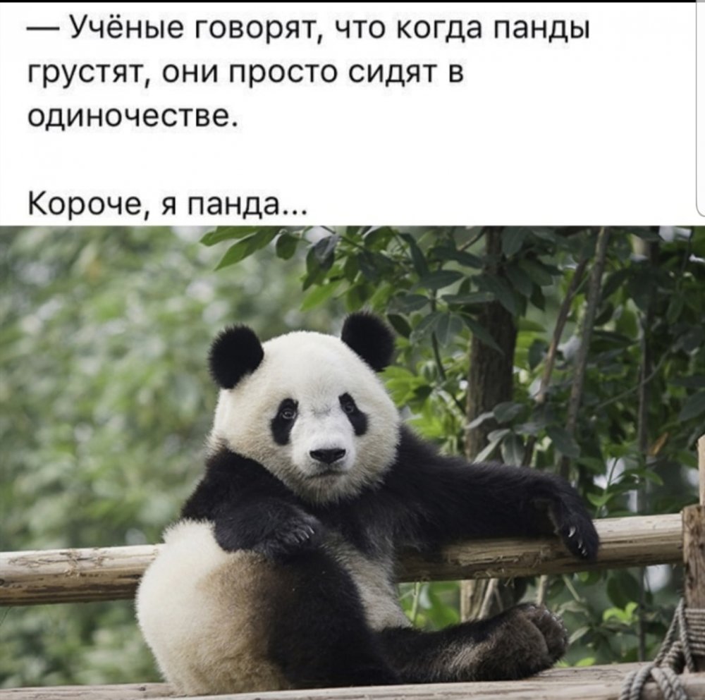 Когда панды грустят они просто сидят в одиночестве