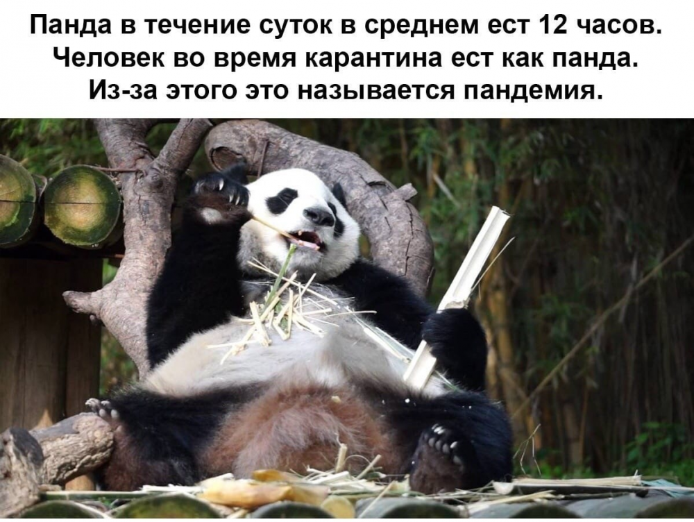 Смешные картинки панды с надписями