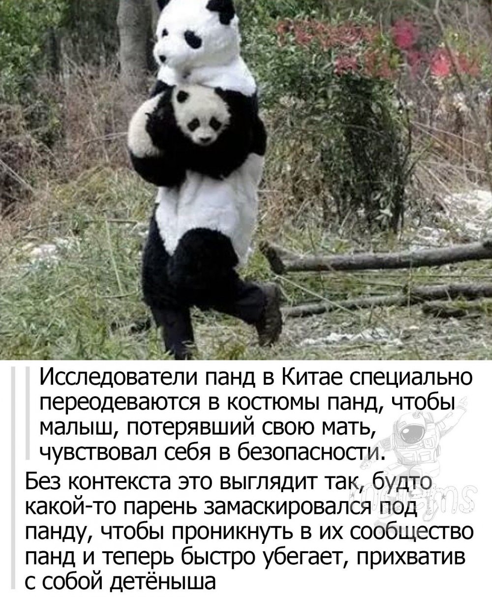Панда вор