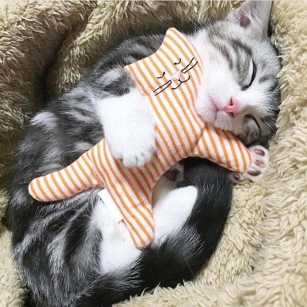 Милые спящие котики