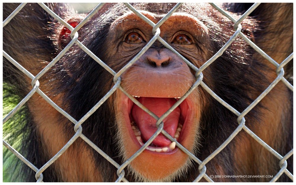 Смешные обезьянки в зоопарке