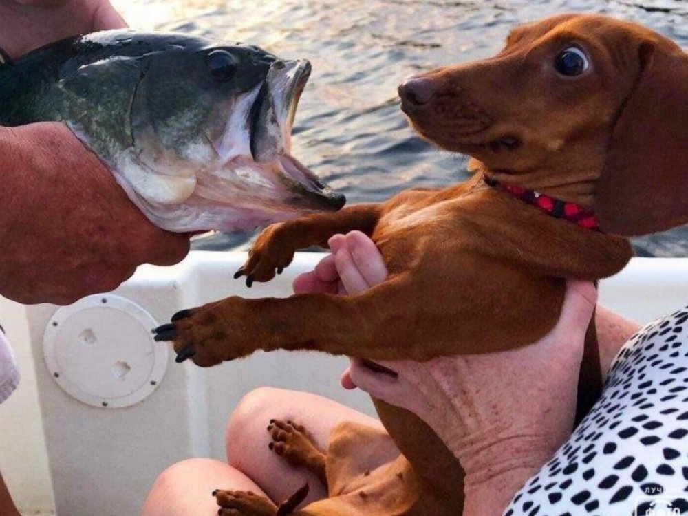 Собака ловит рыбу