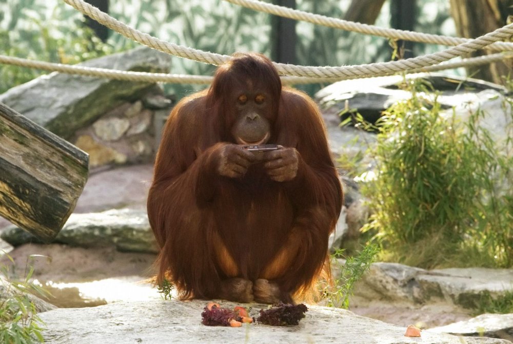 Шимпанзе с телефоном