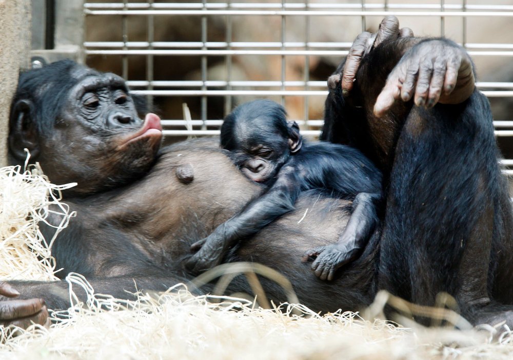 Новорожденные шимпанзе