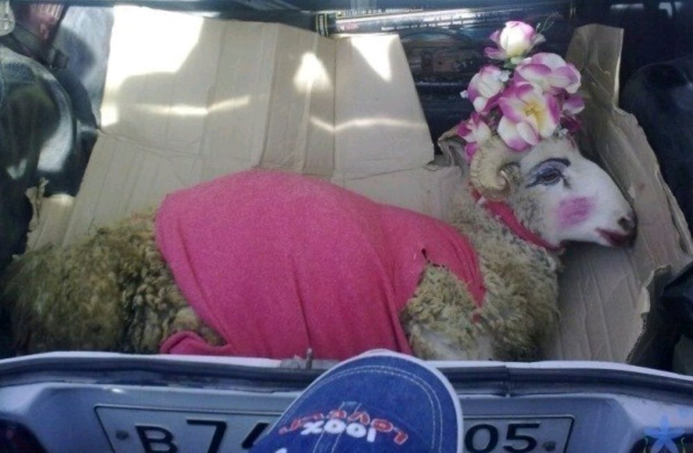 Овца в машине