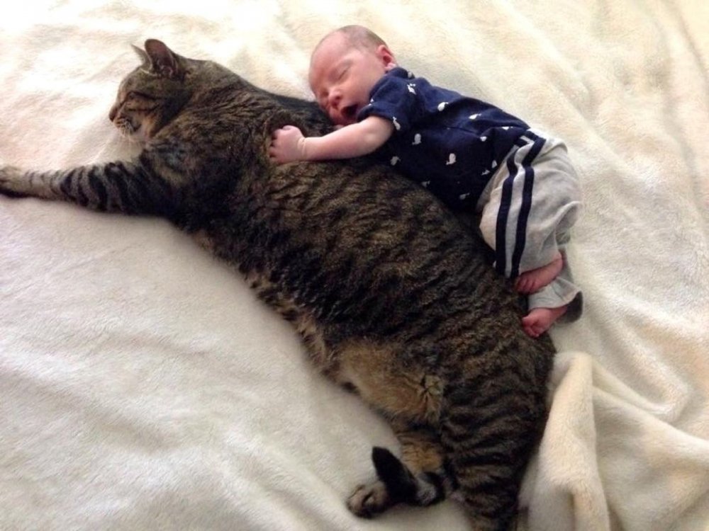 Ребенок спит с котом