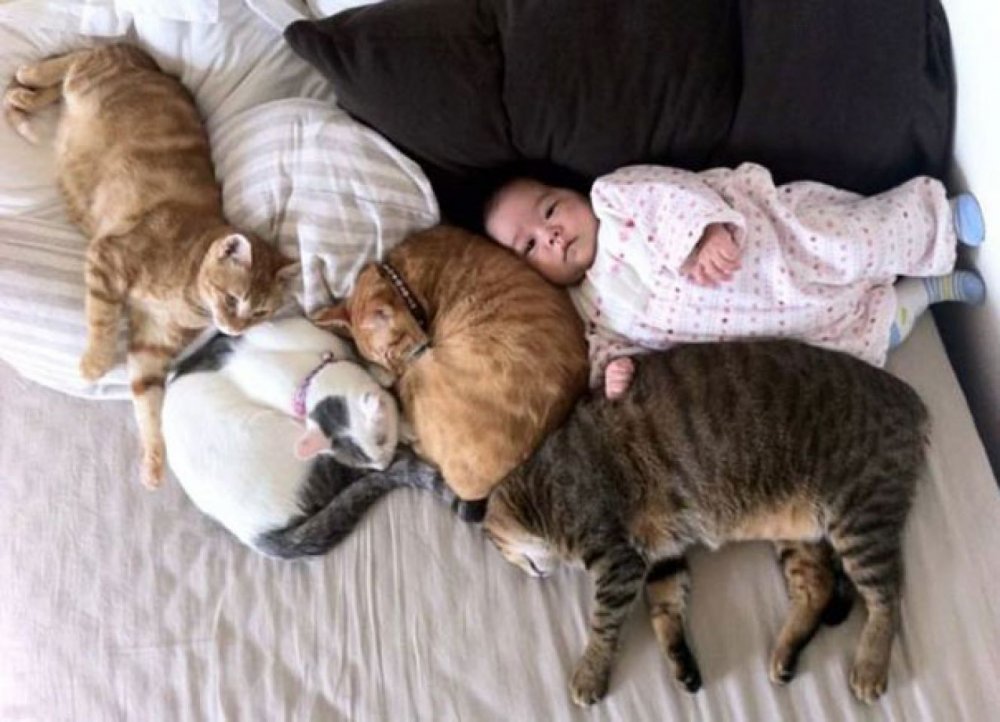 Младенец и котик