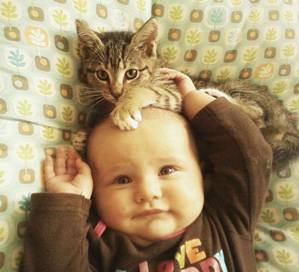 Маленькие дети и кошки