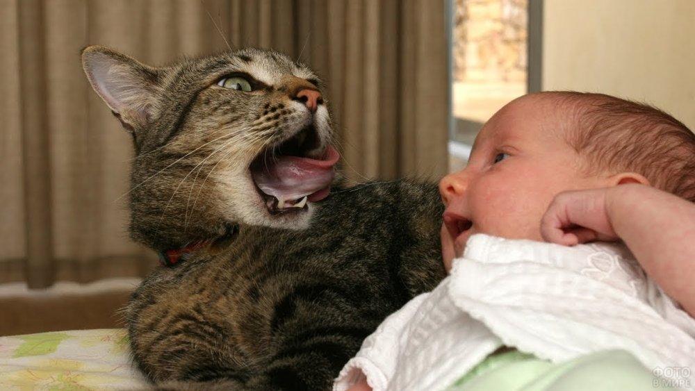 Кошка и младенец