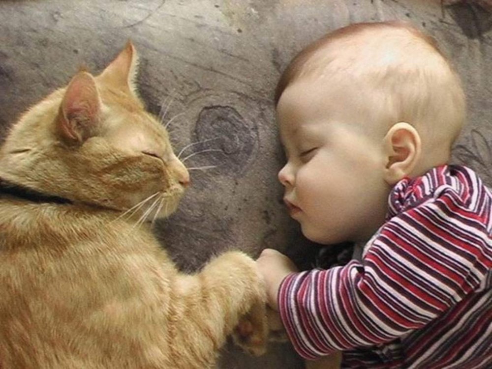 Рыжий кот и младенец