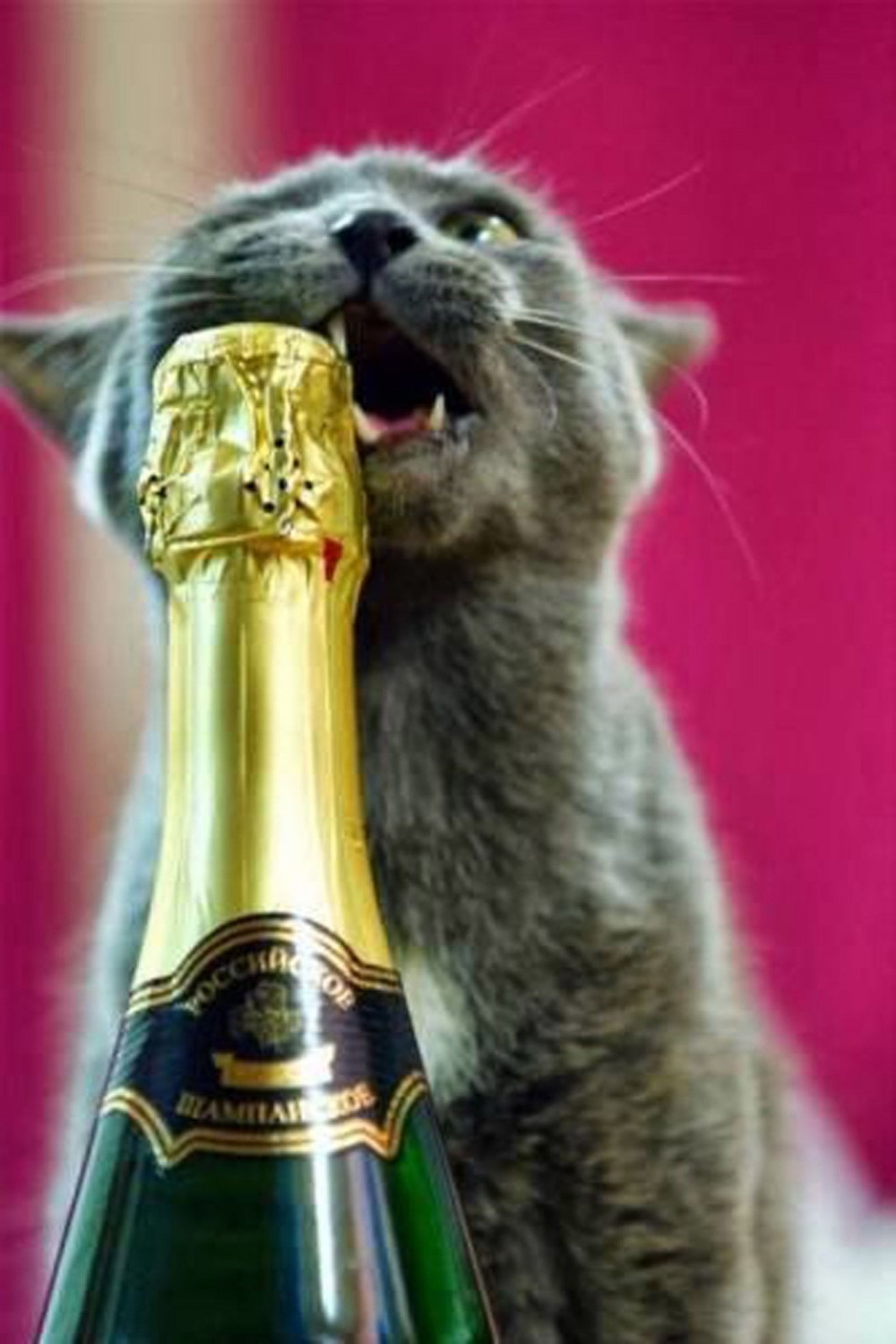 Кот с бутылкой шампанского