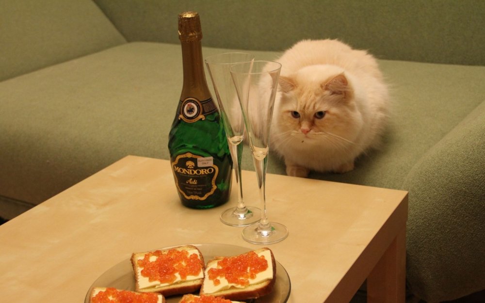 Кот с икрой и шампанским