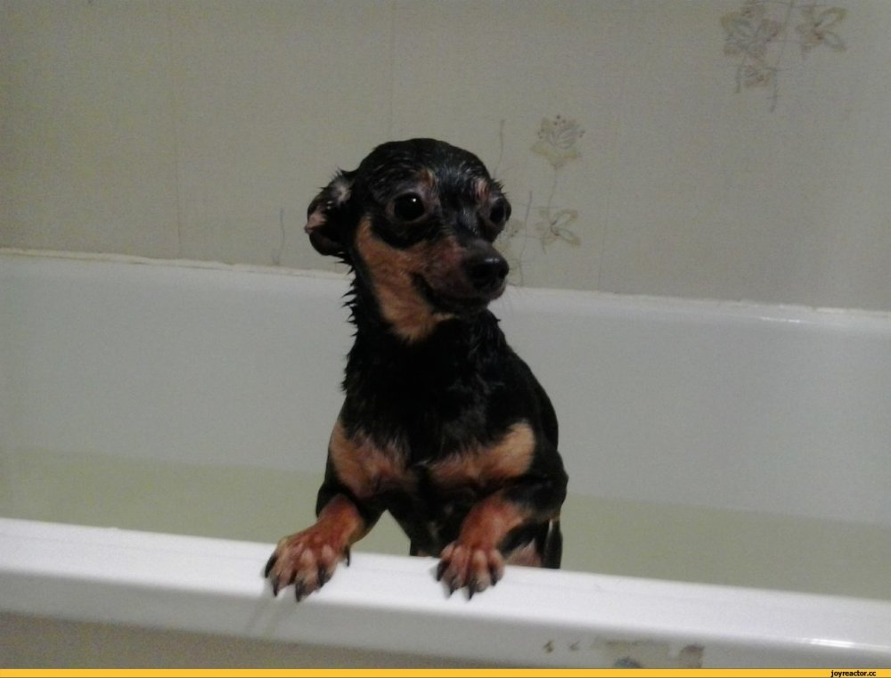 Маленькая собака в ванной