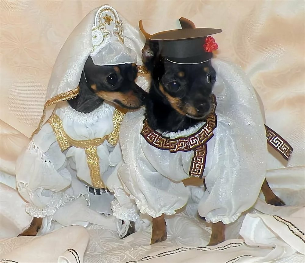Свадебный костюм для собаки