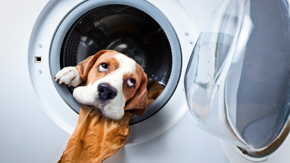 Собачка в стиральной машине
