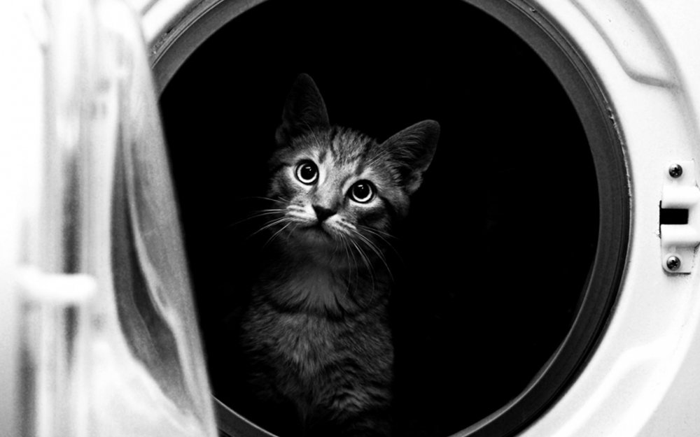 Котик и стиральная машинка