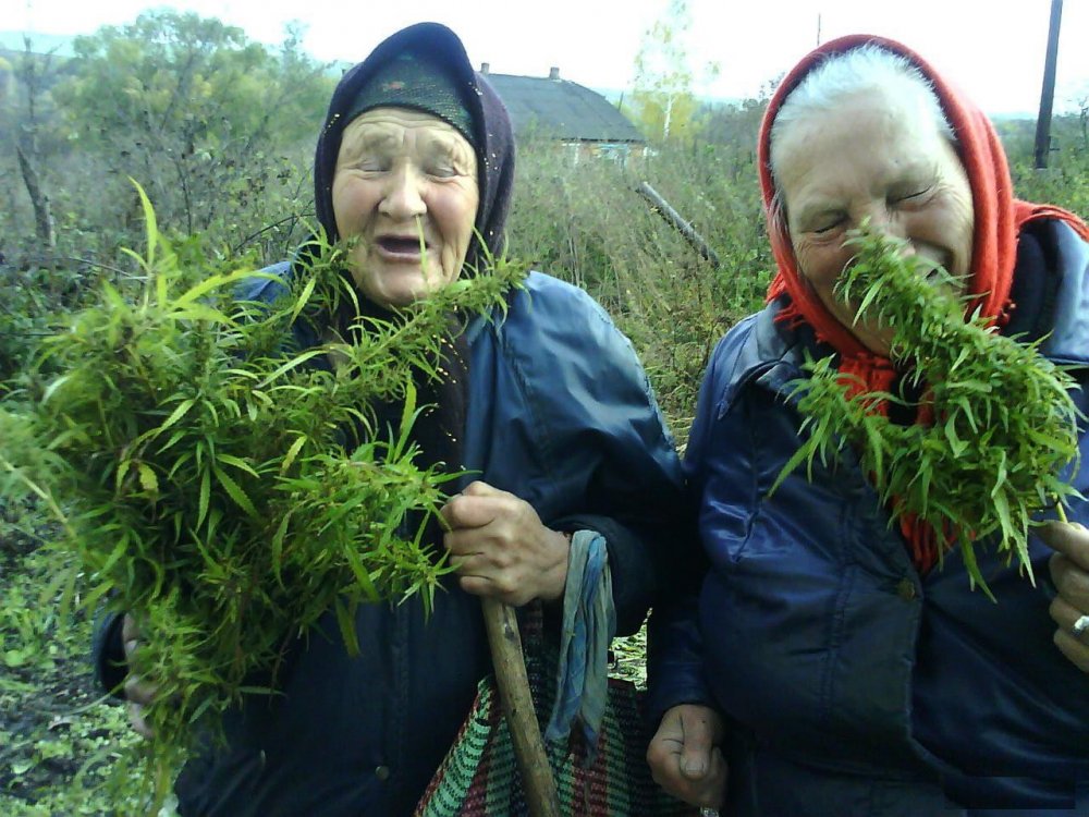 Бабушка с марихуаной