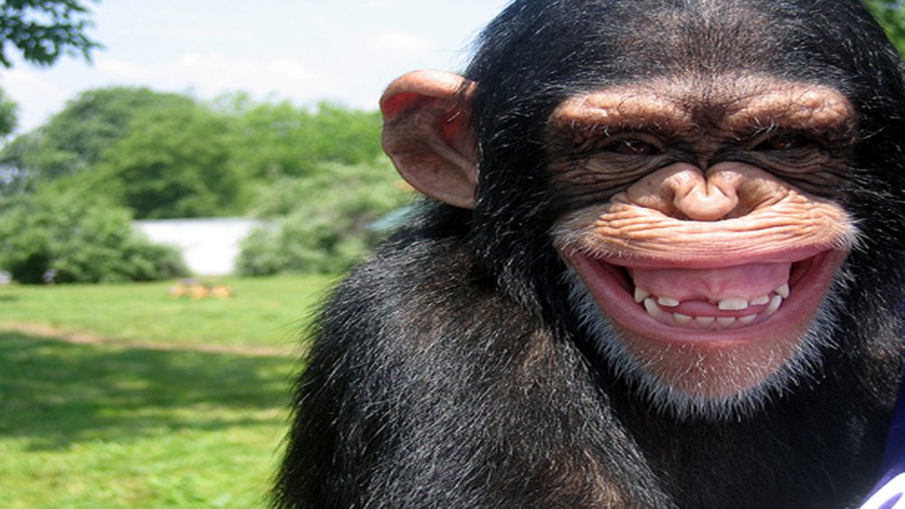 Большая обезьяна улыбка