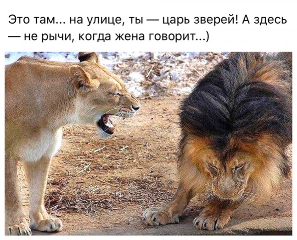 Анекдот про Льва