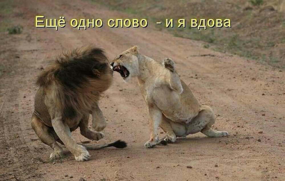 Львицвюа рычит на Льва