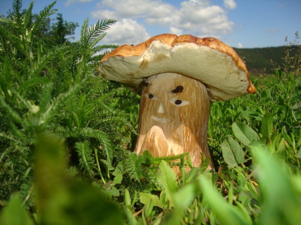 Крутой гриб
