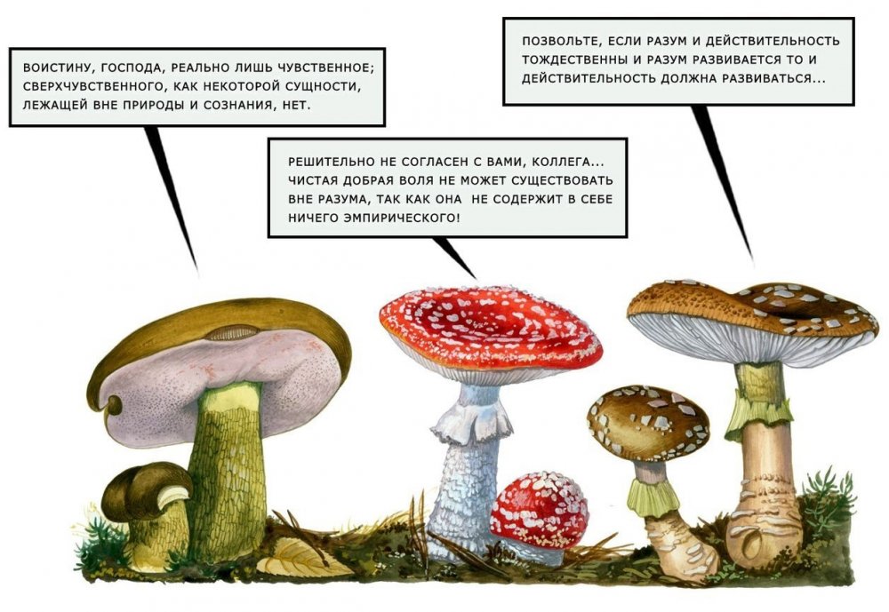 Споры гриба