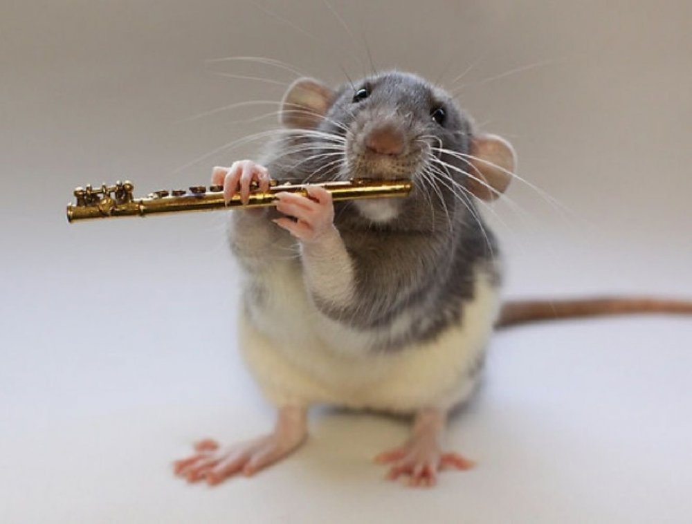Крыски с музыкальными инструментами