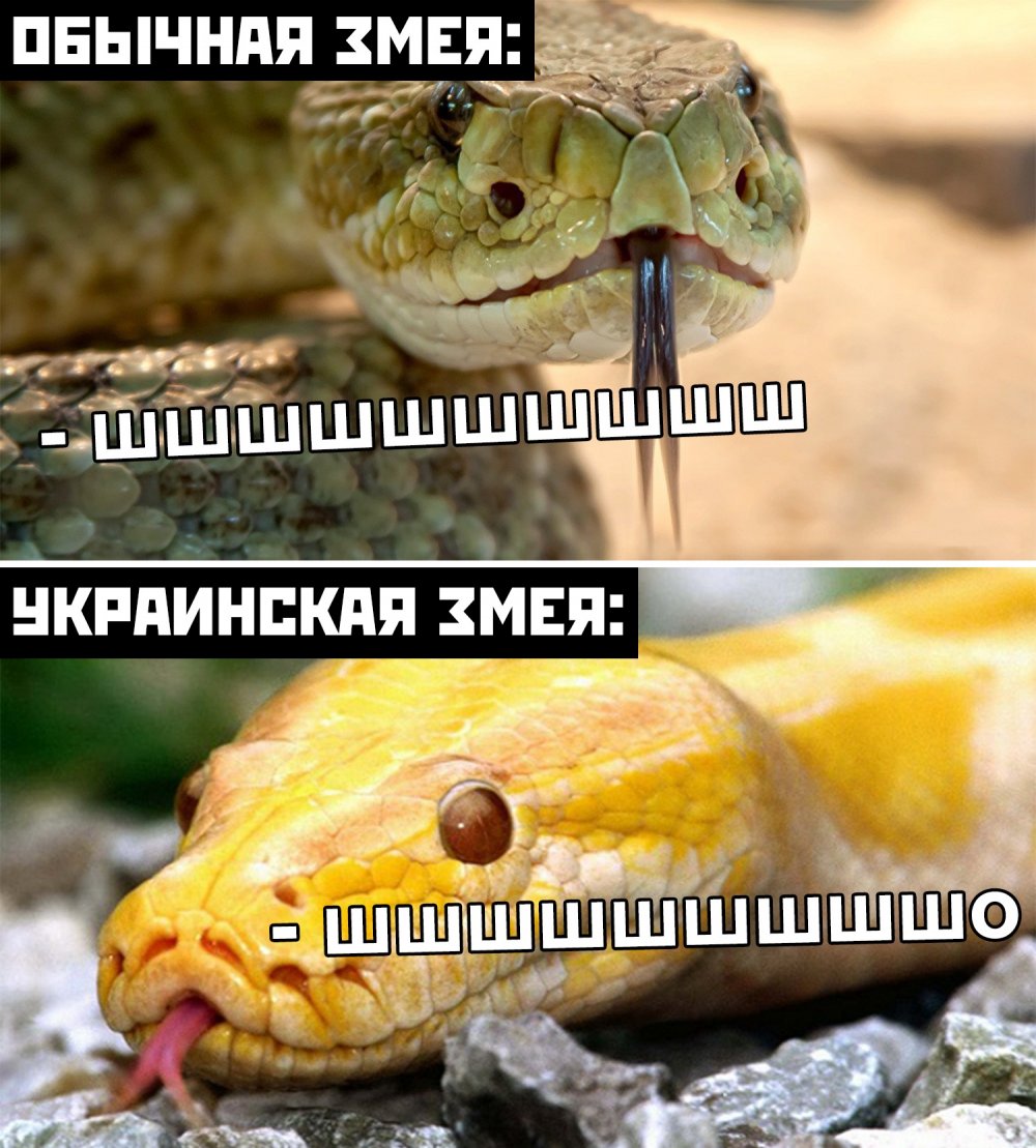 Смешные мемы про змей