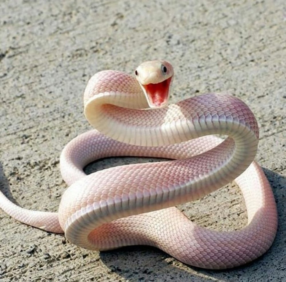 Розовый полоз змея