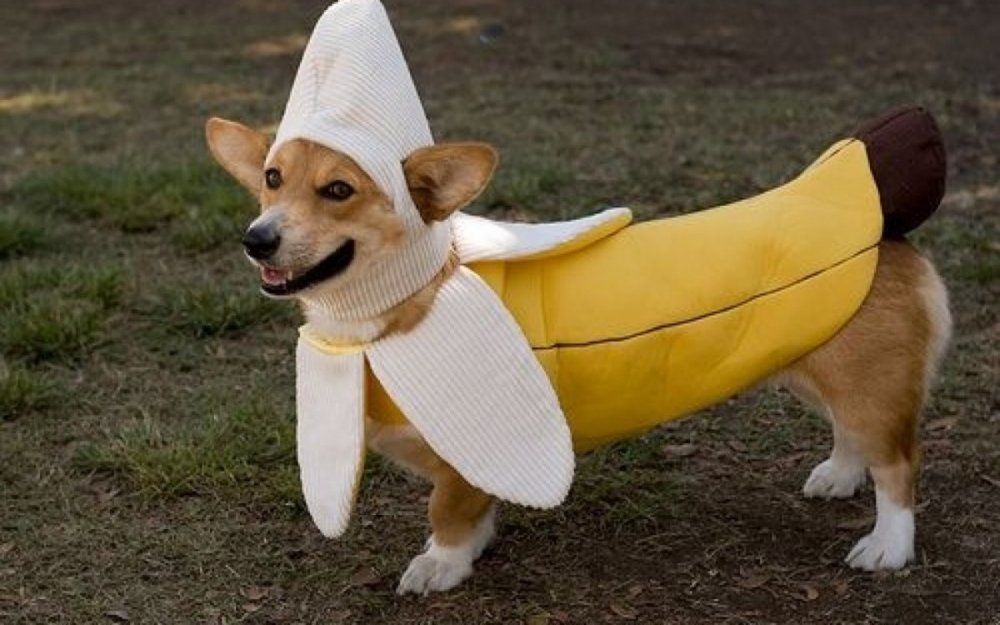 Банана догс одежда для собак