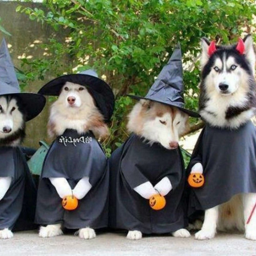 Костюм для собаки на Хэллоуин
