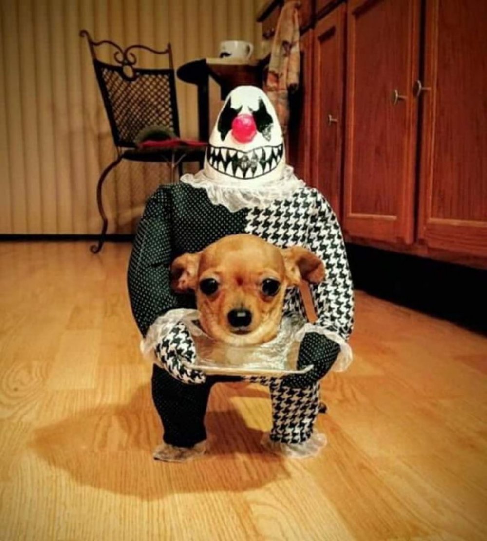 Прикольные костюмы для собак