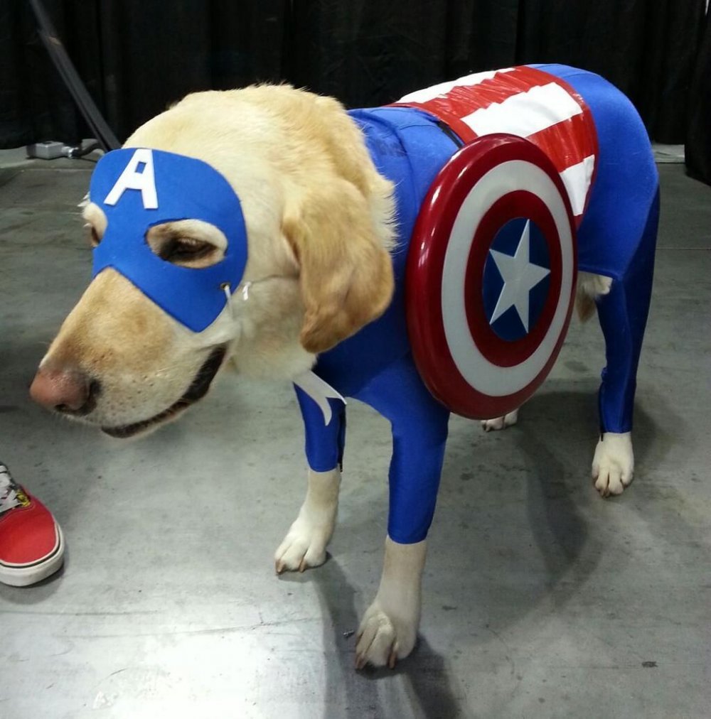 Собака Супергерой