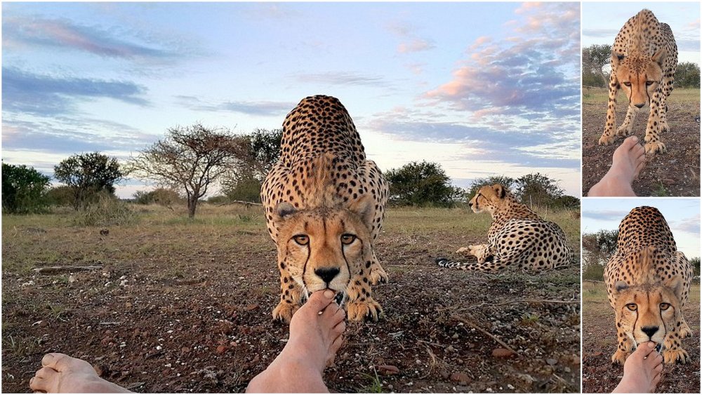 Люди леопарды Африка