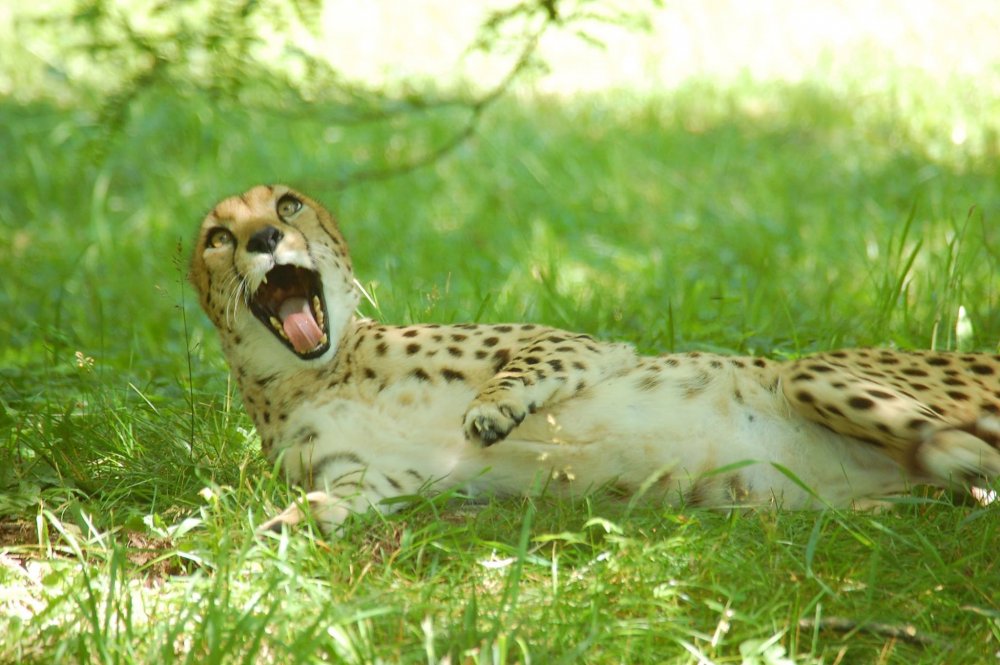 Леопард смеется