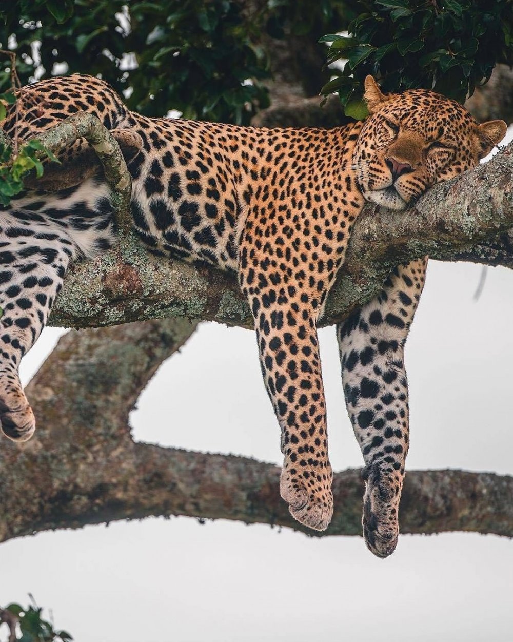 Сомалийский леопард