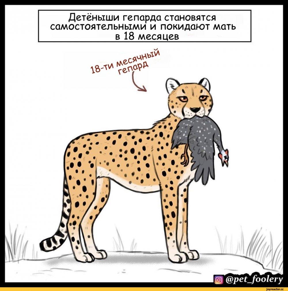 Смешные комиксы про гепарда