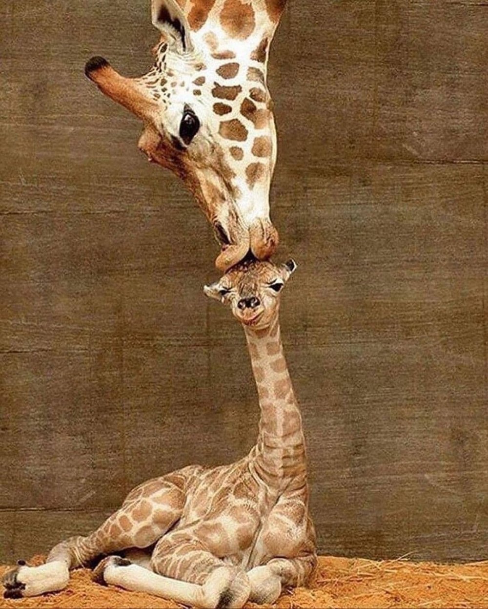 Мама и малыш Жирафы