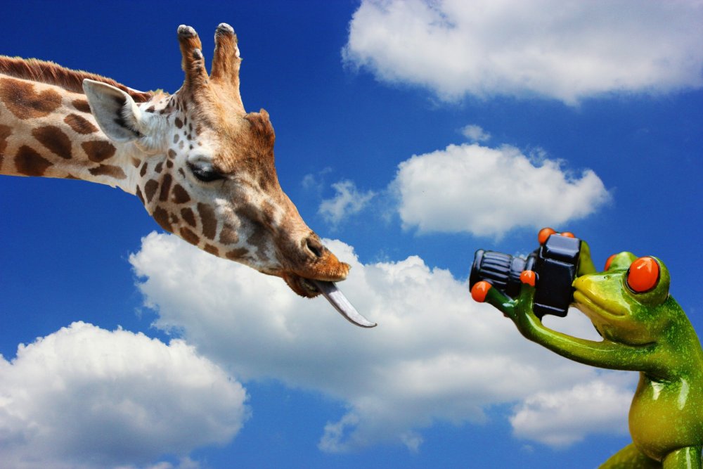 Жираф в отпуске