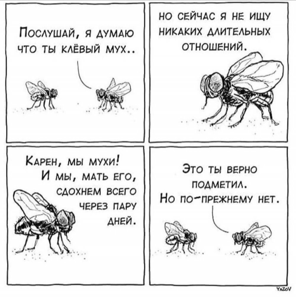 Анекдот про муху