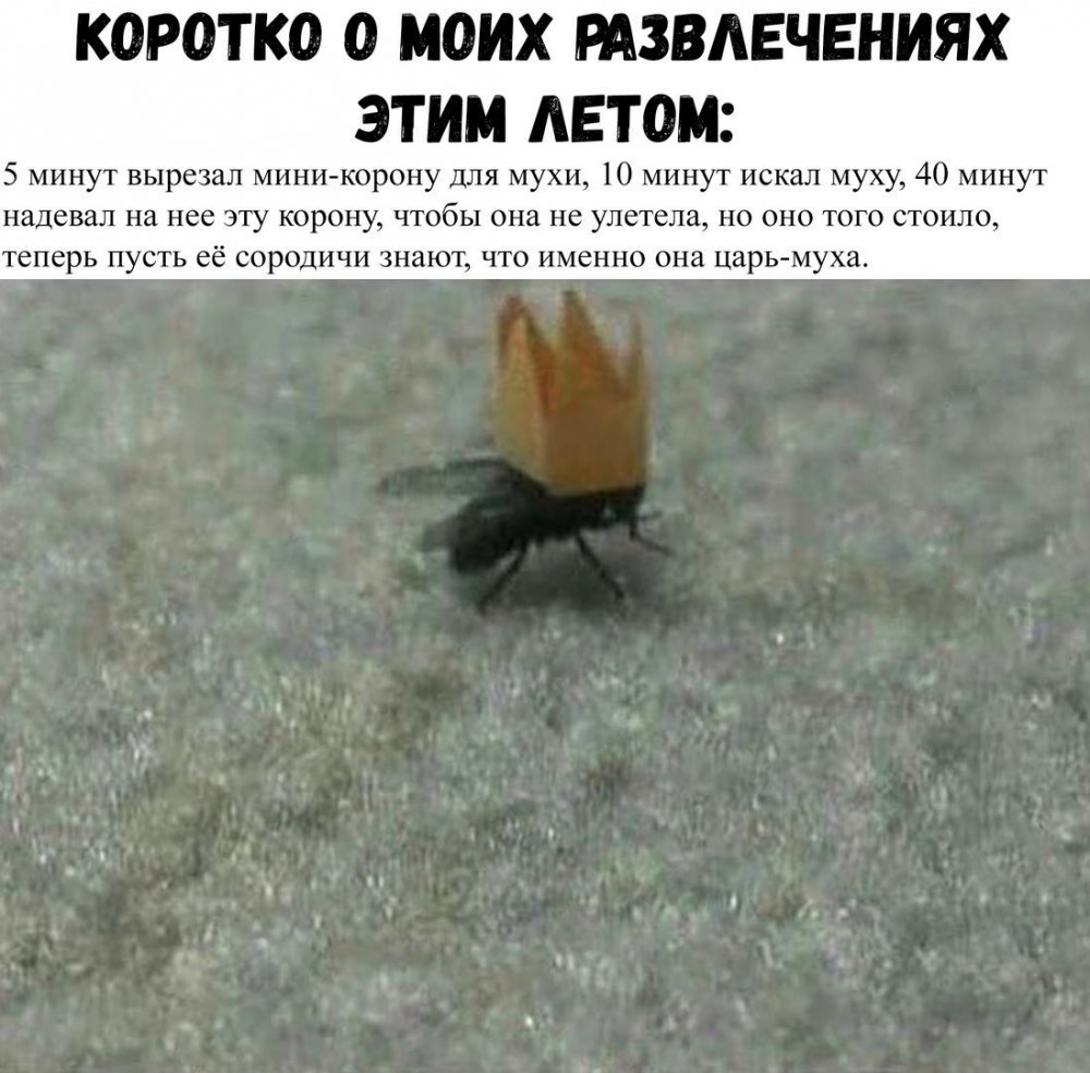 Мемы про муху