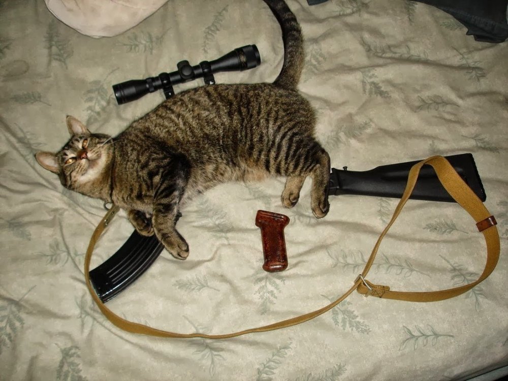Кот с винтовкой