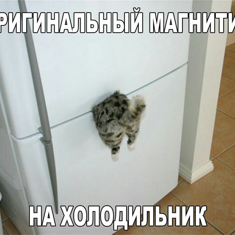 Магнит на холодильник кот застрял в холодильнике