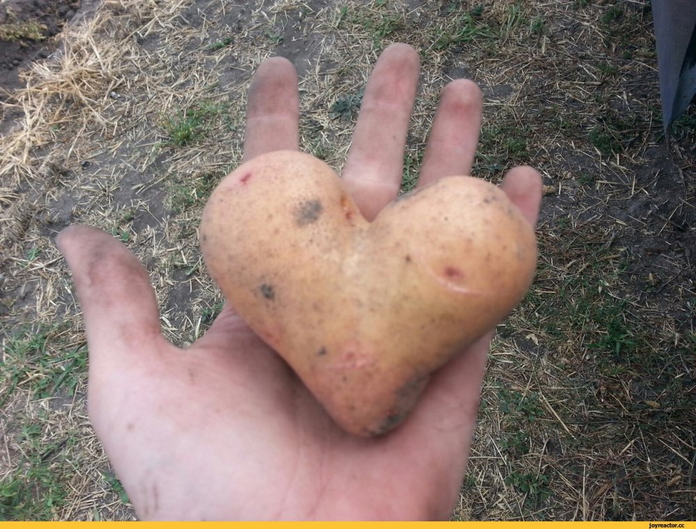 Картошка в форме сердца