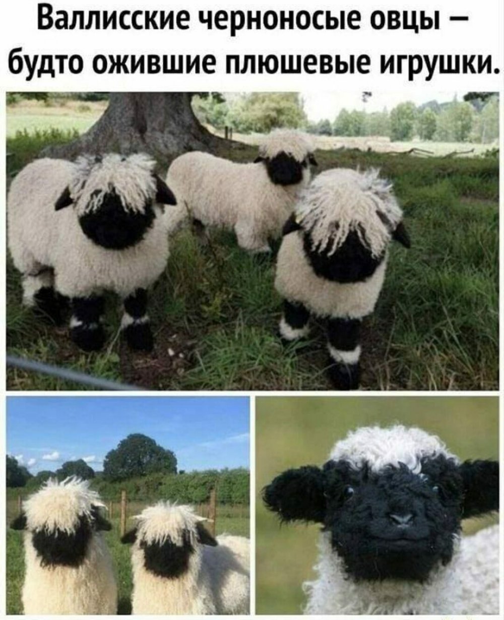 Смешные надписи овца